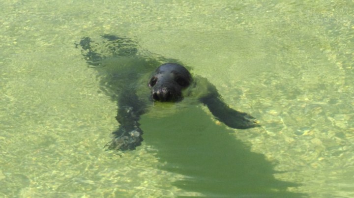 Seal at Ecomare