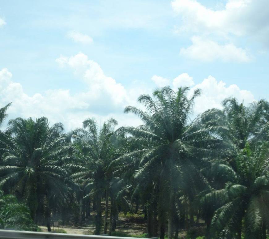 13720686_10157114205335487_146129112_o