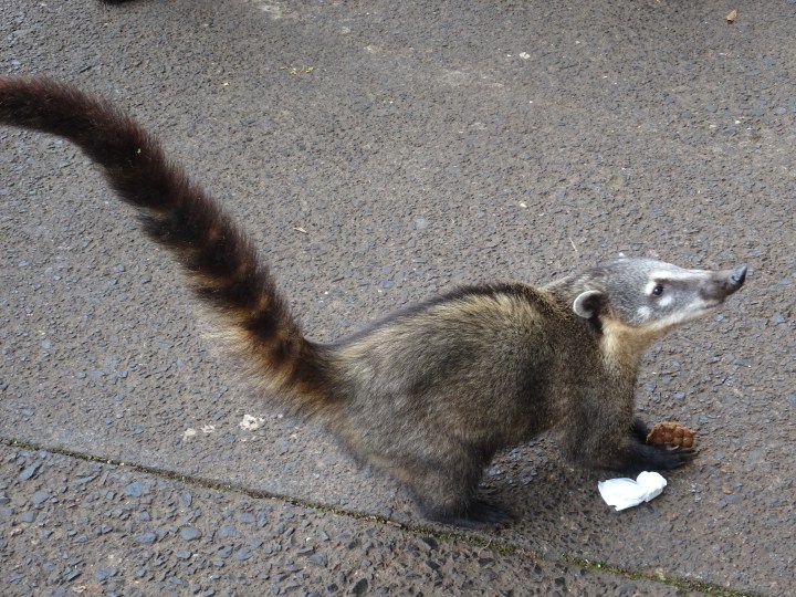 Coatis2