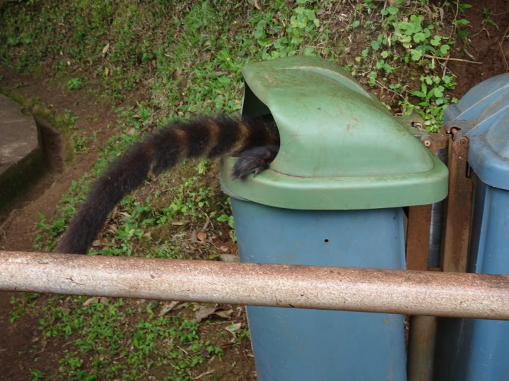 Coatis